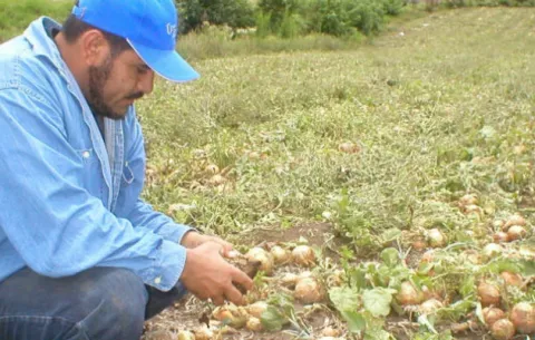 Baja producción de cebolla en Tierras Altas motivará importación 