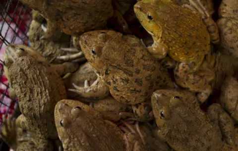 Las ranas deben su existencia a la extinción de los dinosaurios