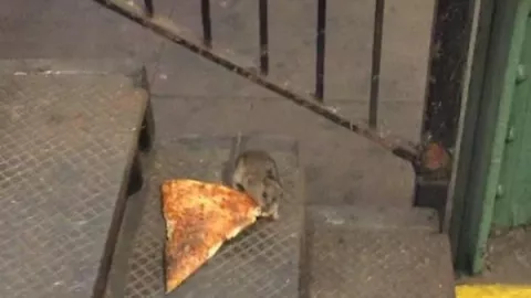 Nueva York anuncia plan para acabar con sus ratas