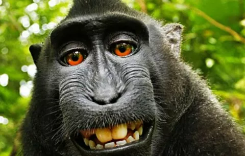 Mono tiene derecho a la 'selfie' que se tomó