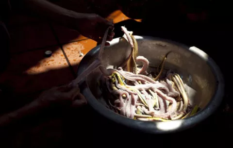 Un niño chino sobrevive 24 días alimentándose de carne de serpiente