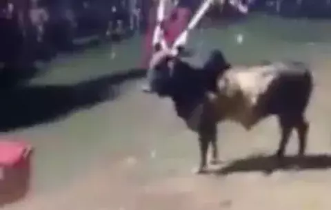 Buscan prohibir maltrato de toros en fiestas de Las Tablas
