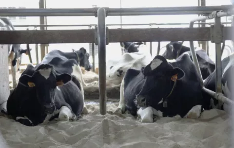 Las vacas felices dan más leche, según los expertos 