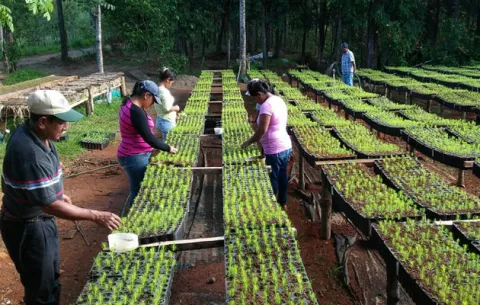 Panamá destina $8.6 millones para reforestar cinco cuencas prioritarias