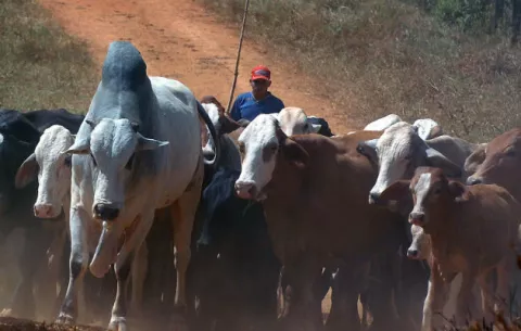 Panamá refuerza su frontera frente al foco de fiebre aftosa en Colombia