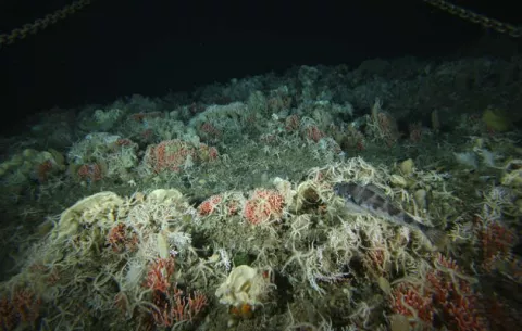 Los microbios de lagos salados de la Antártida comparten ADN para sobrevivir