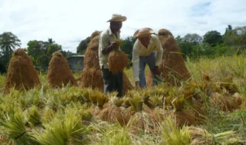 Alarmados por nueva importación de arroz