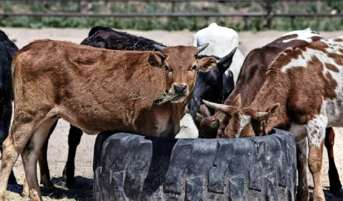 Refuerzan medidas en contra de   fiebre aftosa 