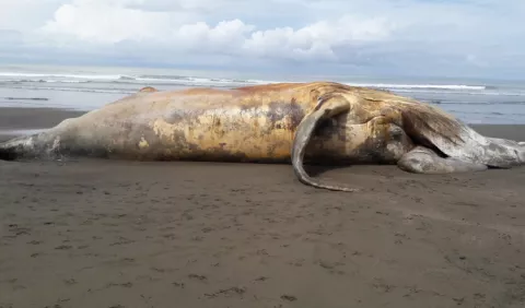 Ballena muerta continúa aún  en  playa Morrillo