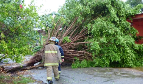 Calles obstruidas al caer  árboles por fuerte viento