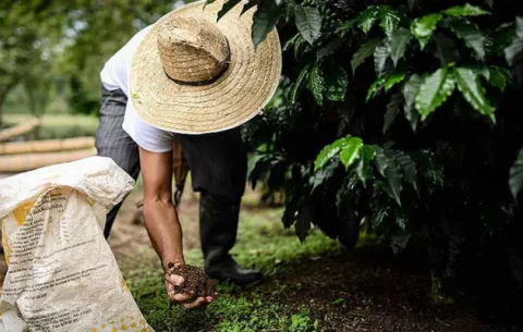 Panameños usan la agroecología para producir café a baja altura