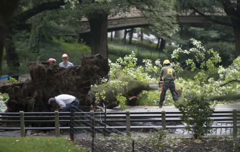 Una mujer y sus tres hijos resultan heridos al caerles un árbol en Nueva York 