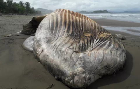Encuentran enorme ballena muerta en playa Morrillo 