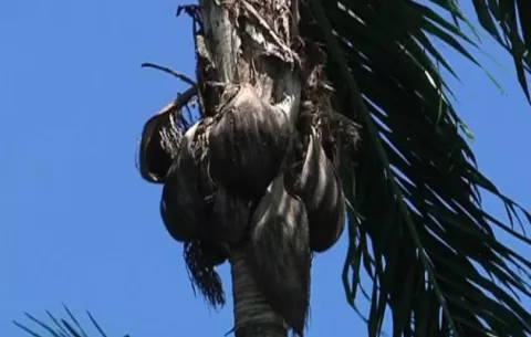El picudo nos dejan sin pixbae cultivado en Bocas del Toro