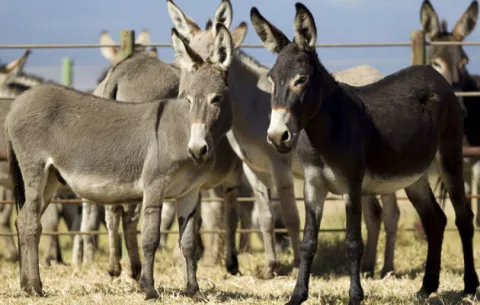 Quince jóvenes marroquíes contraen la rabia por practicar sexo con una burra