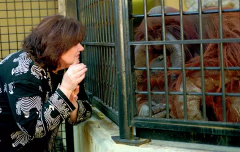Muere Chantek, el orangután que se comunicaba por lenguaje de señas