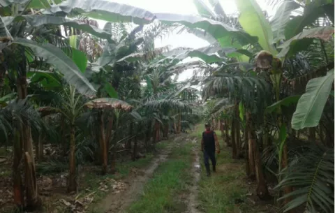 Del Monte no invertirá en Barú hasta que se resuelva demanda en la Corte