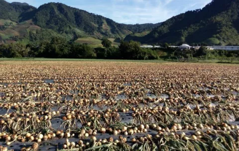 Productores de cebolla en alerta ante la importación del producto