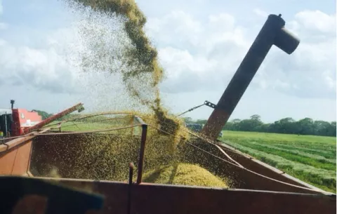 Productores de arroz de Chiriquí  en alerta por importación de arroz