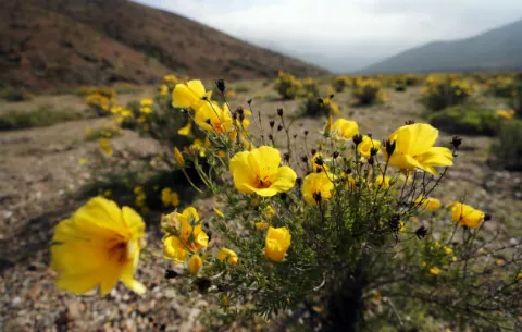 Desierto más árido del mundo renace florido en Chile tras sorpresivas lluvias