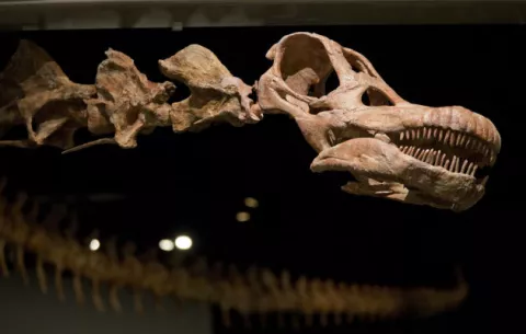 El Patagotitán, el más grande de todos los dinosaurios 