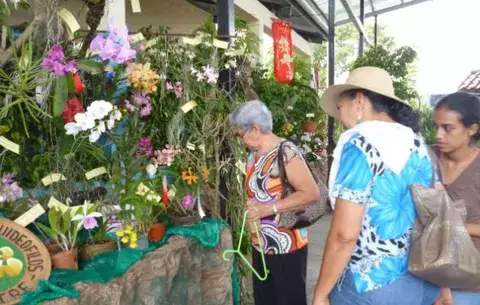 Inauguran feria de Flor del Espíritu Santo en Las Minas