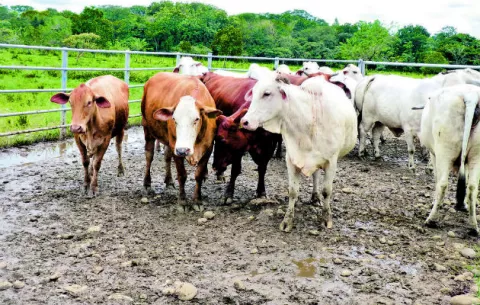 Mida aplicará cuarentena por fiebre aftosa en Colombia