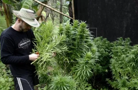 Regulan en Colombia uso del cannabis 