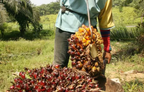 Palma aceitera amenazada por la importación de aceite refinado