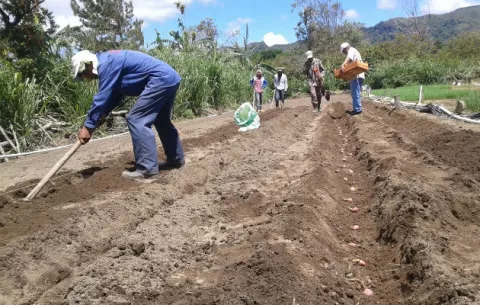 Investigan cultivo de papa en tierras altas de San Carlos