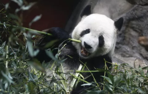 Una panda "octogenaria" bate récord al dar a luz a dos cachorros gemelos