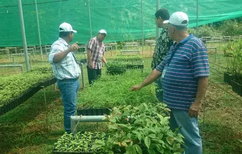 Prosigue proyecto de reforestación de cuenca del río La Villa 