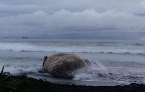 Encuentran ballenato muerto en costas de Veraguas