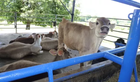 Producción de ganado de leche corre peligro
