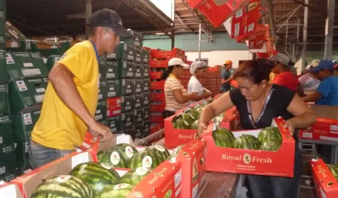 Exportación de melón  y  sandía, en problemas