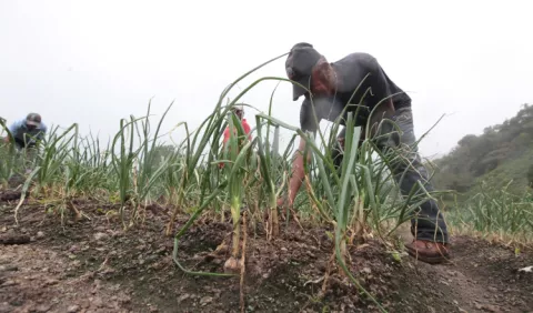 Sugieren Unidad de Agronegocios