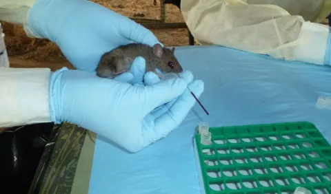 Prevén aumento de casos de  Hantavirus 