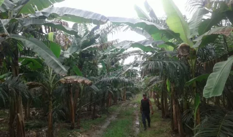Tierras estatales deben ser para producir banano