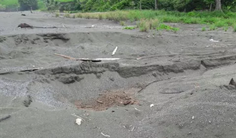 Proyectos de anidación de tortugas,  en peligro