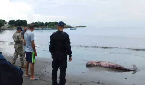 Cachalote enano aparece muerto  