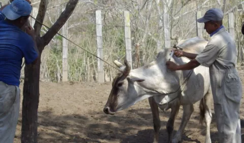 Detectan rabia bovina en Tonosí 