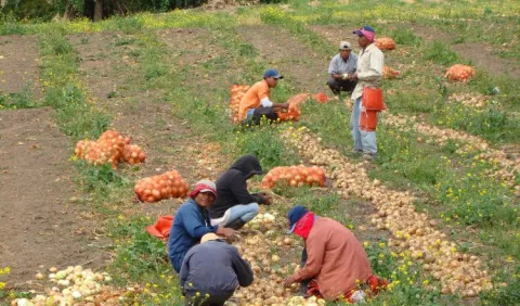 Productores crean    plan para   autosuficiencia