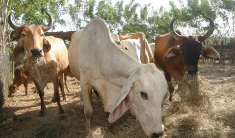Ganaderos exportan menos por la ruptura con  Taiwán