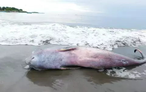 Hallan especie similar al delfín en playa El Rompío