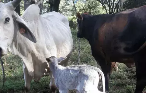 Ternero hurtado es recuperado en Coclé 