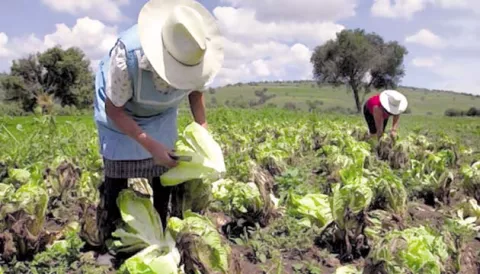 Avanza proceso para la reactivación bananera en Chiriquí y Bocas del Toro