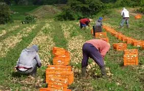 Baja producción de cebolla de 1,600 hectáreas a 300