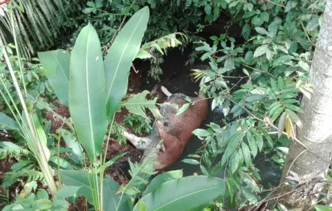 Inescrupulosos arrojan animales muertos en río Congo de La Chorrera