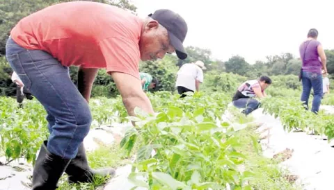 Cooperativas sustentan el 40% de la seguridad alimentaria en Panamá