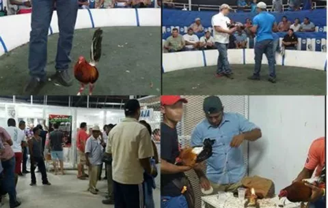 Clan “El Gallero” con salarios normales pero millones en posesiones